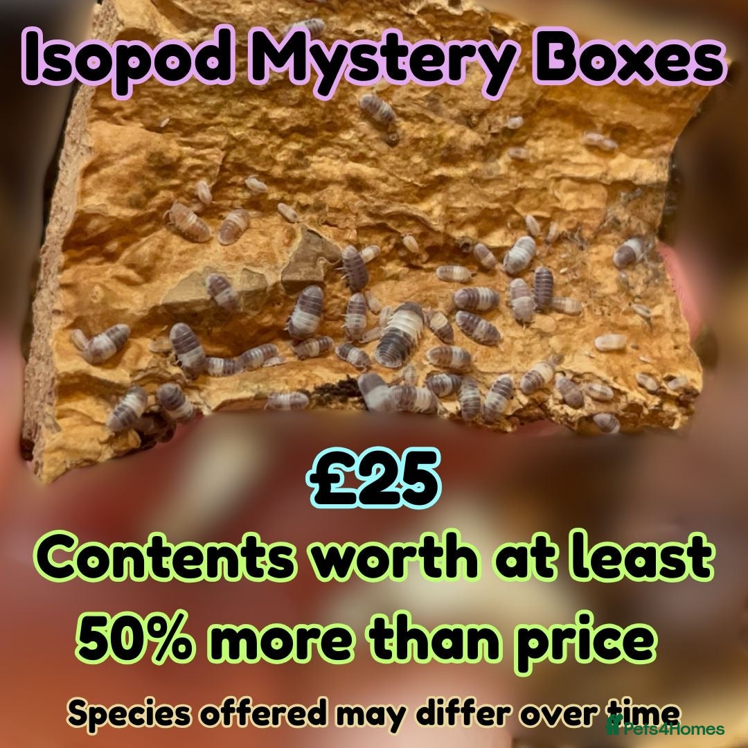 Isopods invertebrates for sale: Isopods for sale - many species available - Advert 9