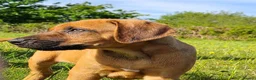 Rhodesian Ridgeback dogs for sale: Gentlemen of the Savanna. - Advert 11