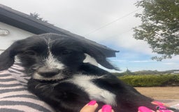 Mixed Breed dogs for sale: Last girl Ready to go Rare Dalmadoodle puppies 🏡 - Image 3