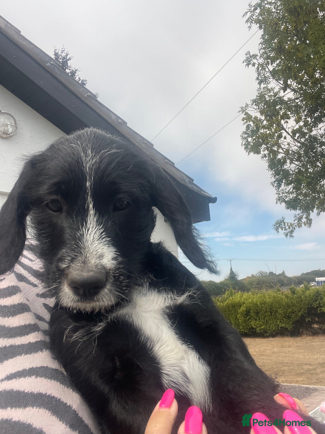 Mixed Breed dogs for sale: Last girl Ready to go Rare Dalmadoodle puppies 🏡 - Image 3