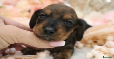 Miniature Dachshund dogs - Advert 2