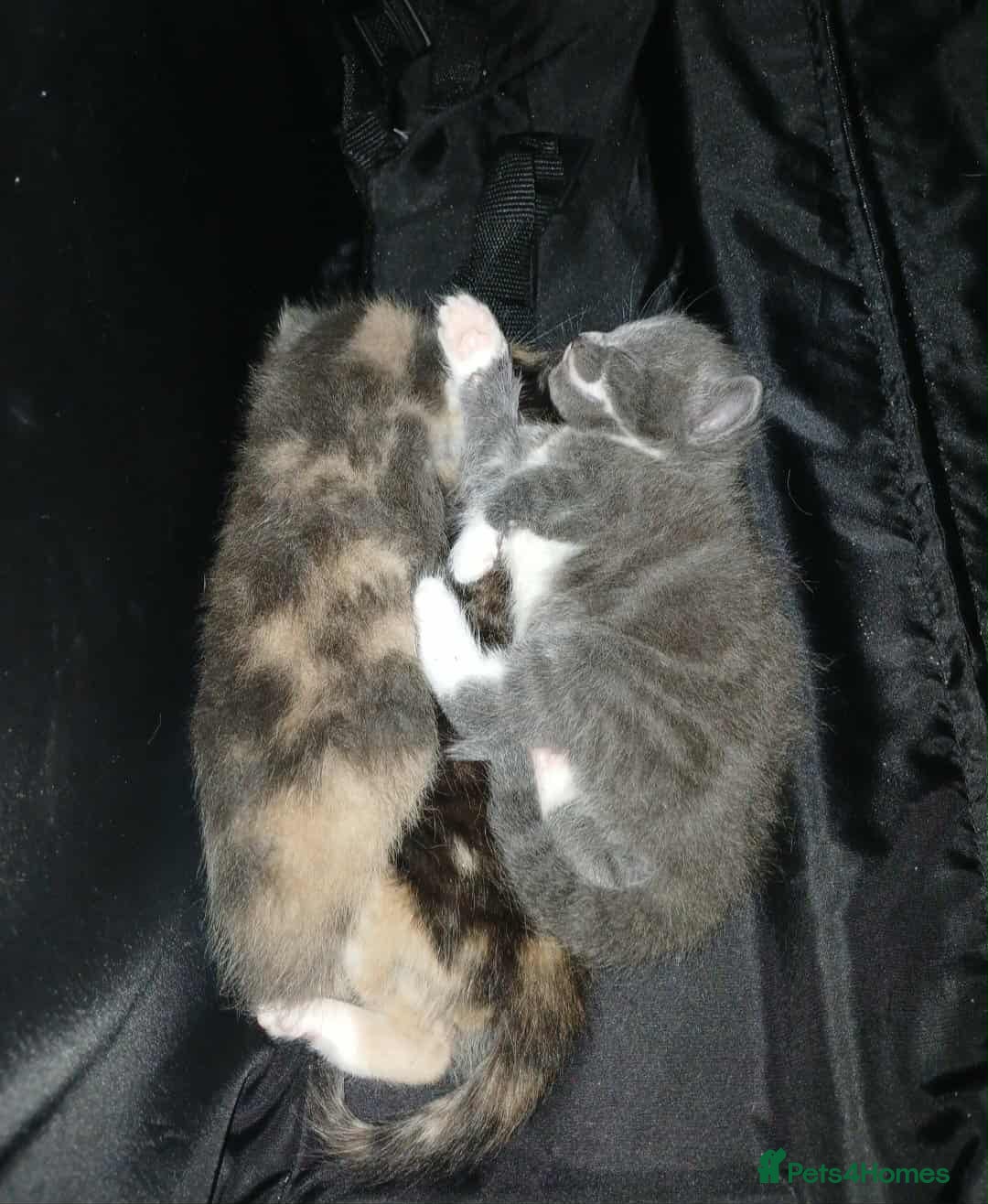 Mixed Breed cats for sale: Mixed breed kittens  - Image 13