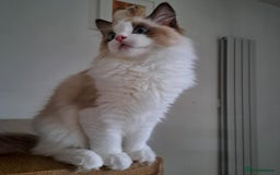 Ragdoll cats for sale: 💠Handsome FiFe Reg Ragdoll boy💠RESERVED - Image 4