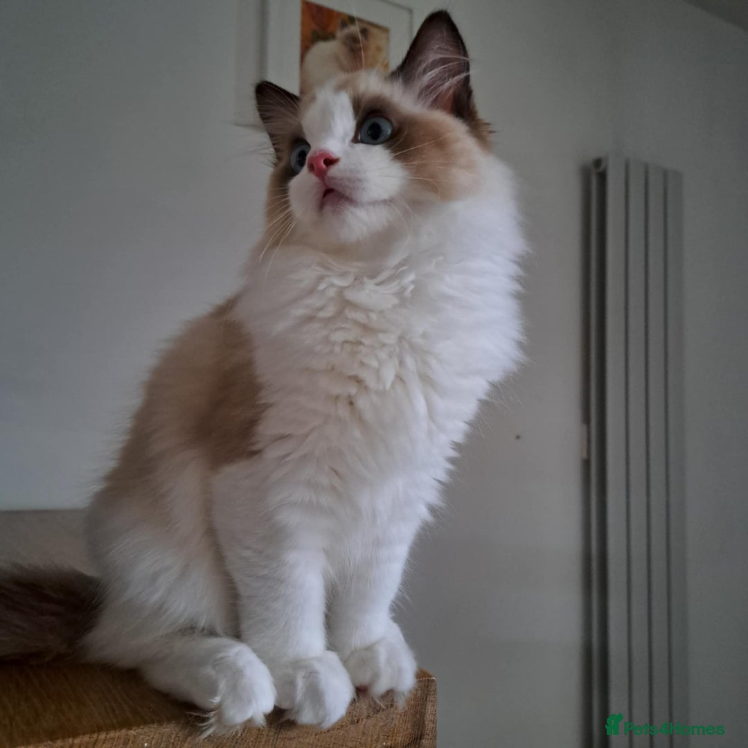 Ragdoll cats for sale: 💠Handsome FiFe Reg Ragdoll boy💠RESERVED - Image 4