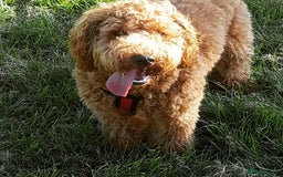 Labradoodle dogs for sale: Waiting List Mini and Medium Doodles - Image 21