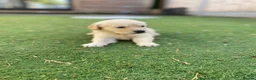 Golden Retriever dogs for sale: ⭐ KC Registered Golden Retriever Puppies ⭐️  - Advert 32