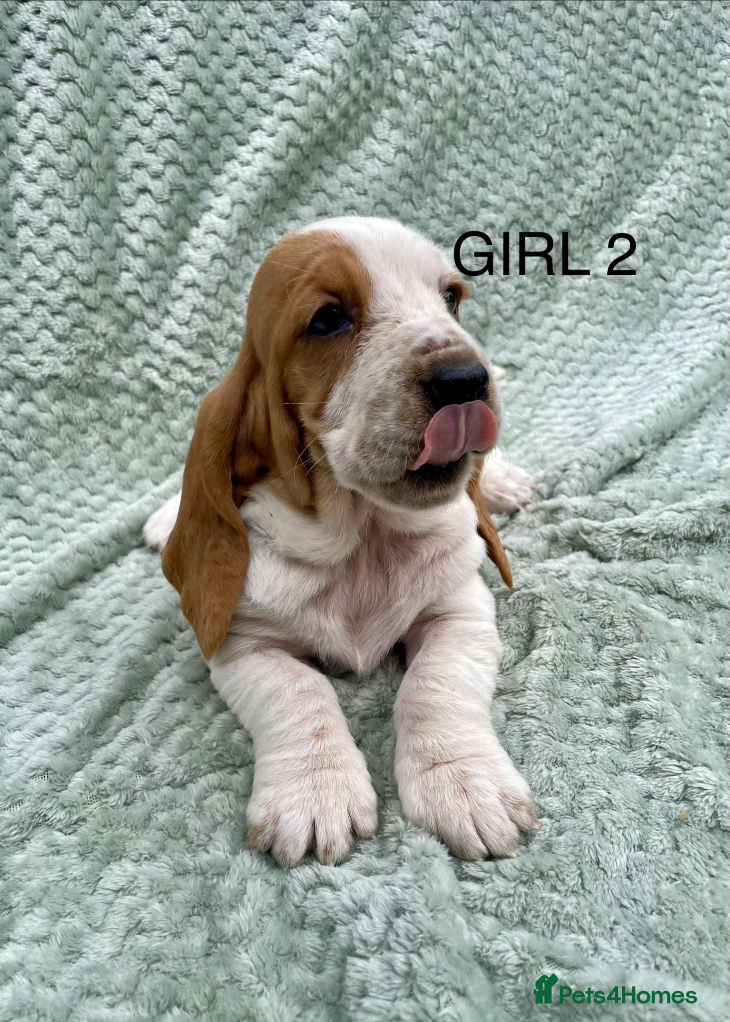 Basset Hound dogs Beautiful Basset Hound Puppies - Advert 3