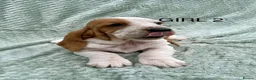 Basset Hound dogs for sale: Beautiful Basset Hound Puppies in Brecon - Advert 3