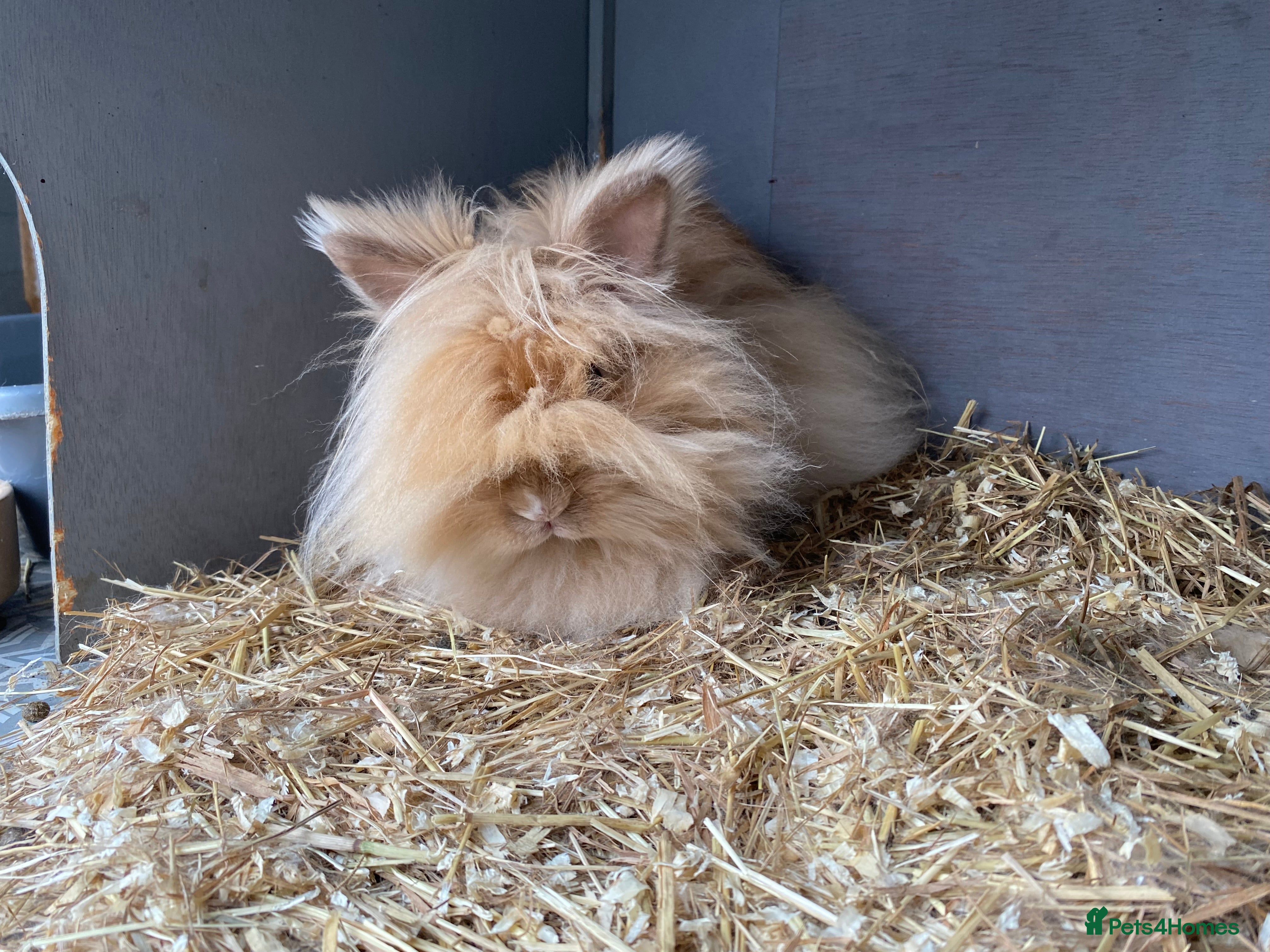 Mixed Breed rabbits Teddydwerg female rabbit  - Advert 8