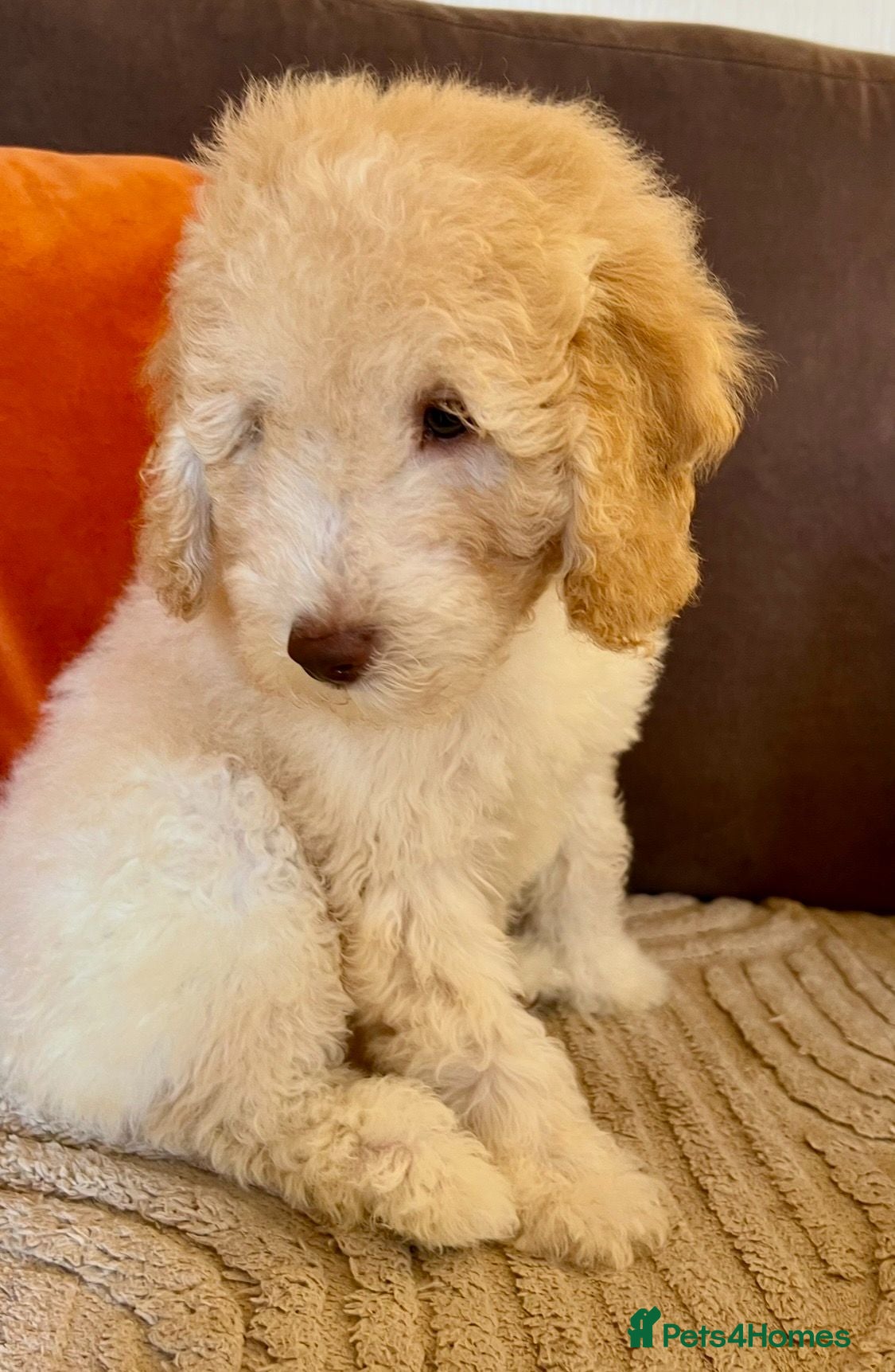 Labradoodle dogs READY NOW! Labradoodle puppy Fun Fluffy, LAST 1!!  - Advert 2
