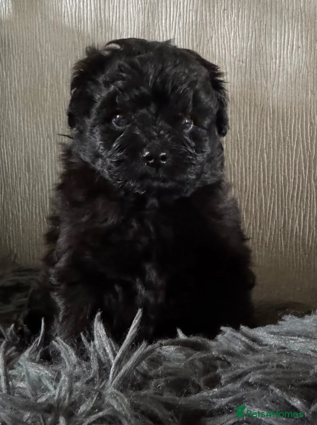 Pomapoo dogs for sale: Stunning Pomeranian x Toy Poodle Puppies – Ready  in Bradford - Advert 6
