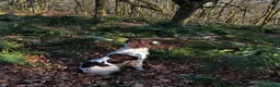 English Springer Spaniel dogs for sale: Beautiful Springer Spaniel Puppies For Sale  - Advert 20
