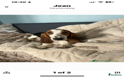 Basset Hound dogs for sale: Basset Hound female puppy-last of litter - Image 4