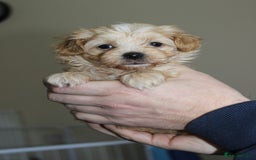 Maltipoo dogs for sale: Expecting F1 small Maltipoo puppies - Image 3