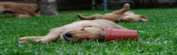 Golden Retriever dogs for sale: READY GOLDEN RETREVER KC PUPPIES - Advert 31