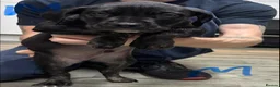 Mixed Breed dogs for sale: American bulldog x Presa canario puppy’s  in Birmingham - Advert 3