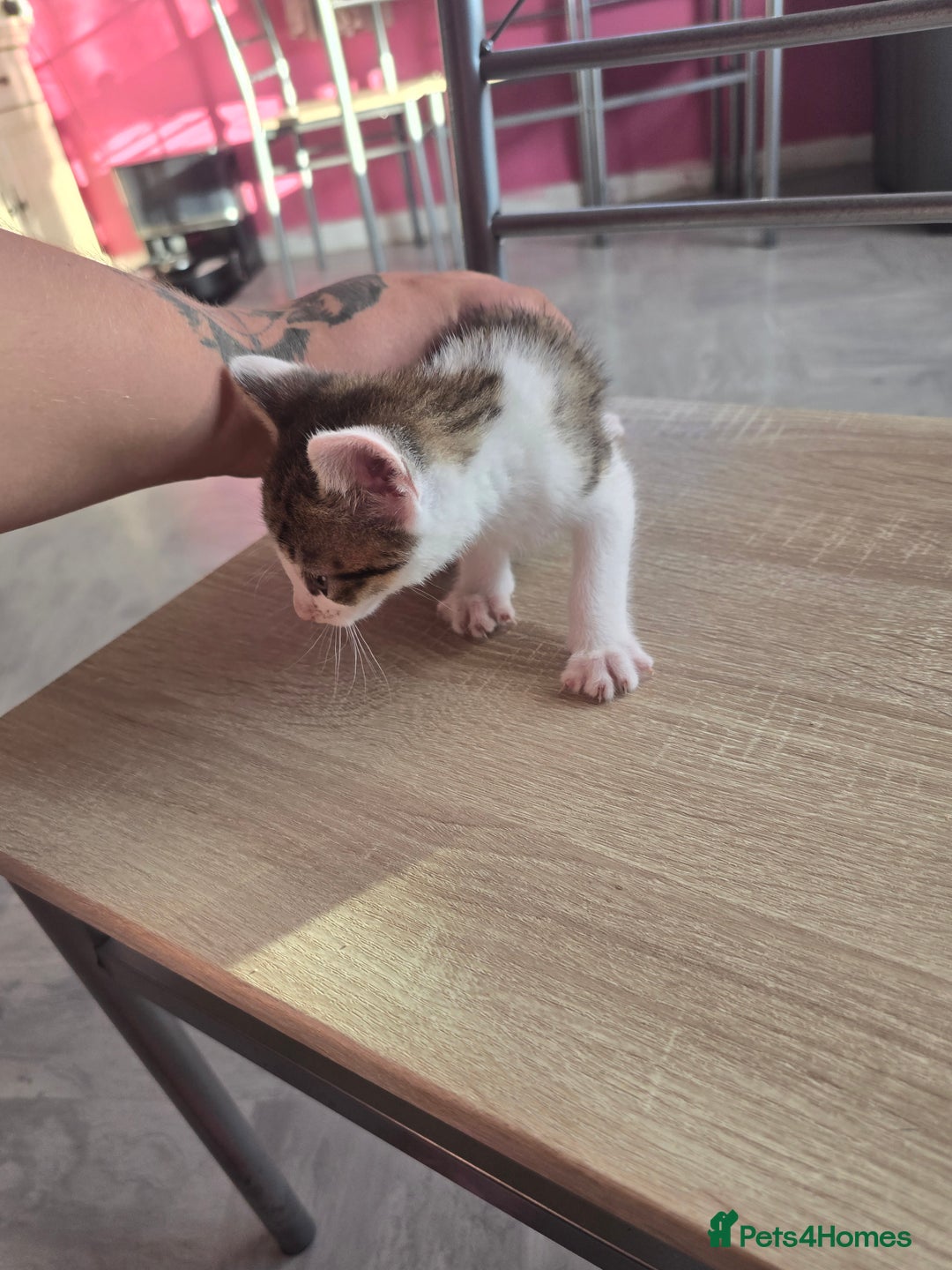 Mixed Breed cats for sale: 8 kittens for sale  - Image 3