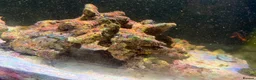 Angelfish fish for sale: mature marine tank closure  - Advert 3