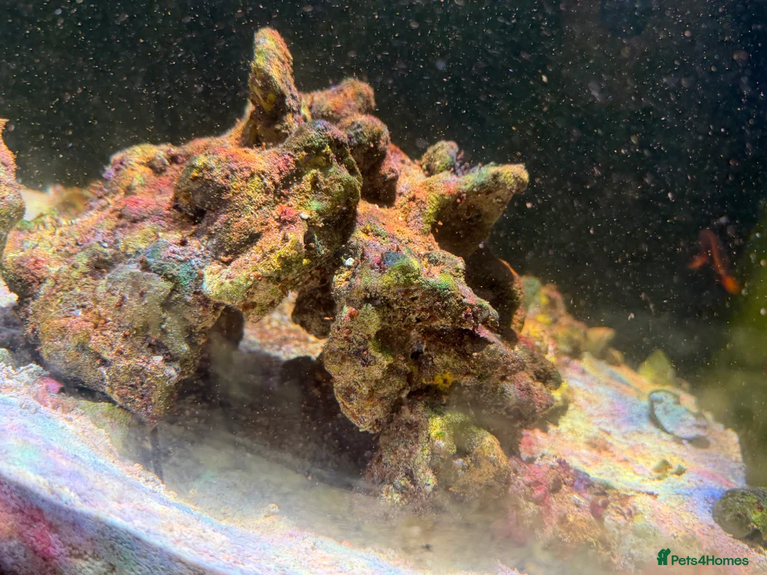 Angelfish fish for sale: mature marine tank closure  - Advert 3