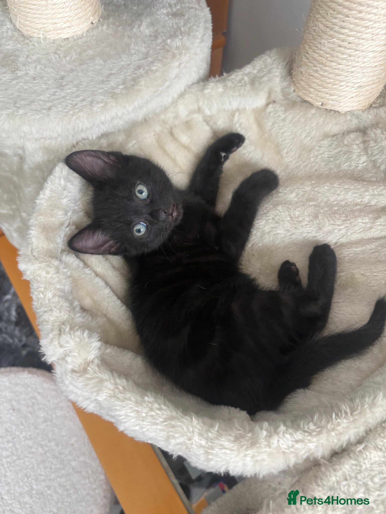 Mixed Breed cats for sale: 3 black kittens (boys) - Advert 12