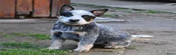 Australian Cattle Dog dogs for sale: Energetic Cattle Dog Pups – Ready to Work & Play in Brighton - Advert 3