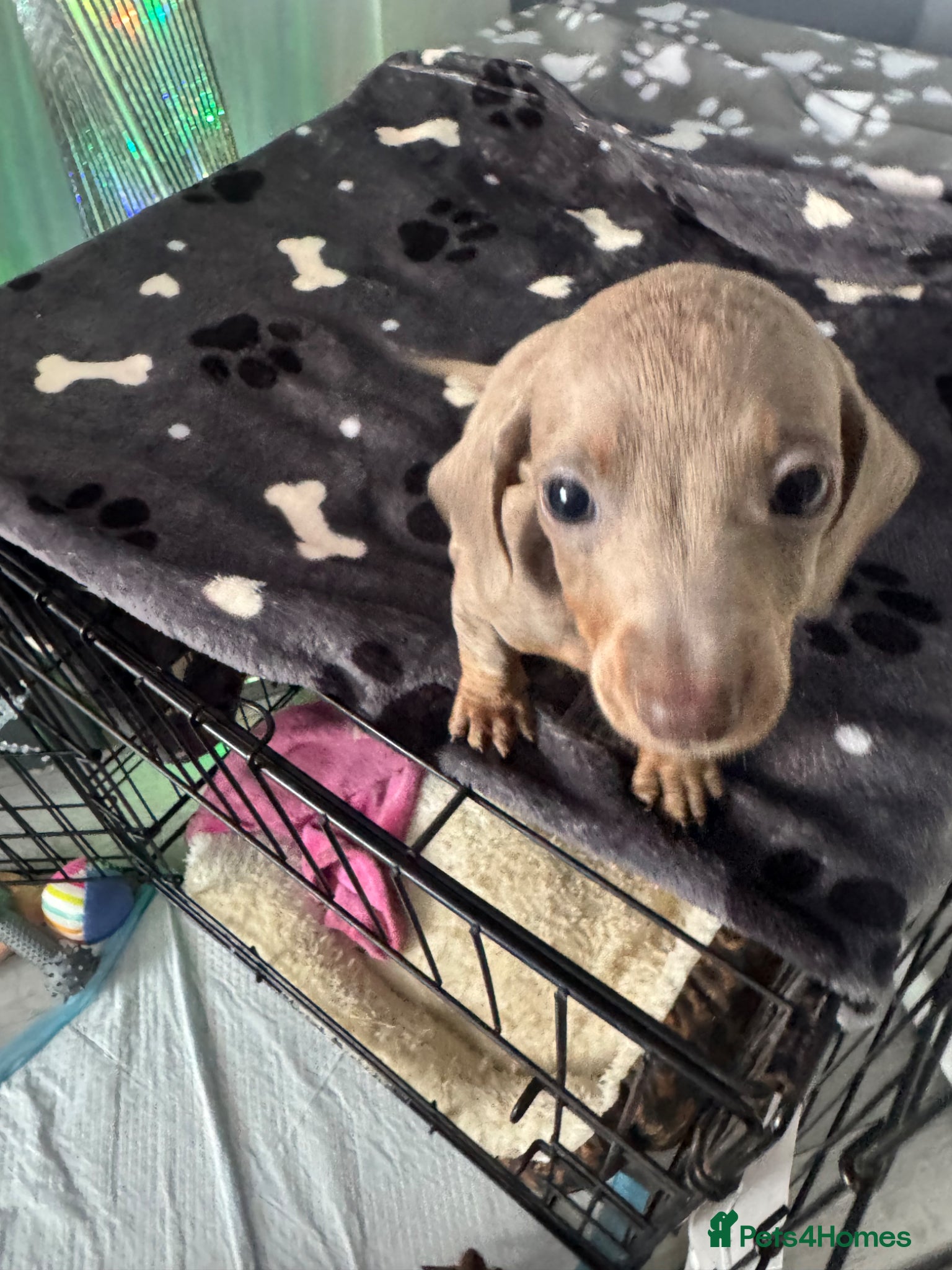 Miniature Dachshund dogs for sale: Mini dachshund  in Brighton - Advert 1