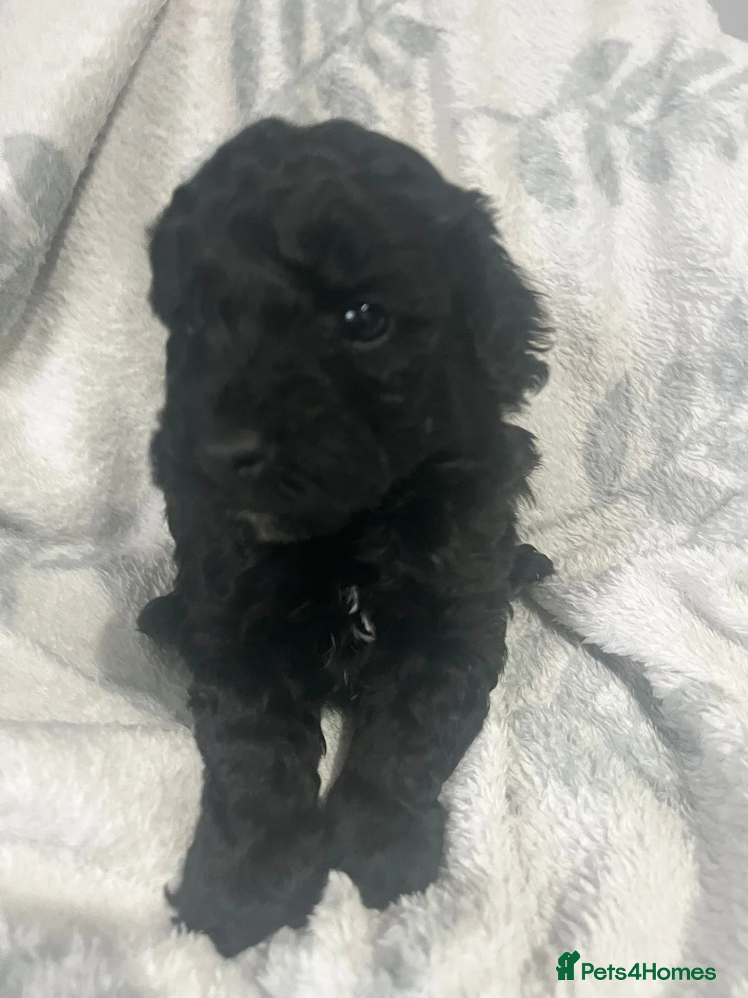 Cavapoo dogs for sale: Adorable toy cavapoo puppies health tested  - Advert 3