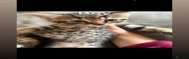 Mixed Breed 1
