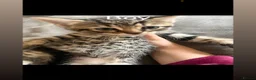 Mixed Breed cats for sale: 5 beautiful kittens - Advert 9
