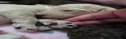 Cockapoo dogs for sale: Cockapoo puppies - Advert 13