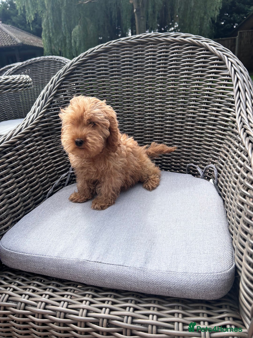 Cockapoo dogs for sale: F1 cocapoos ready to leave in Bishop's Stortford - Image 5