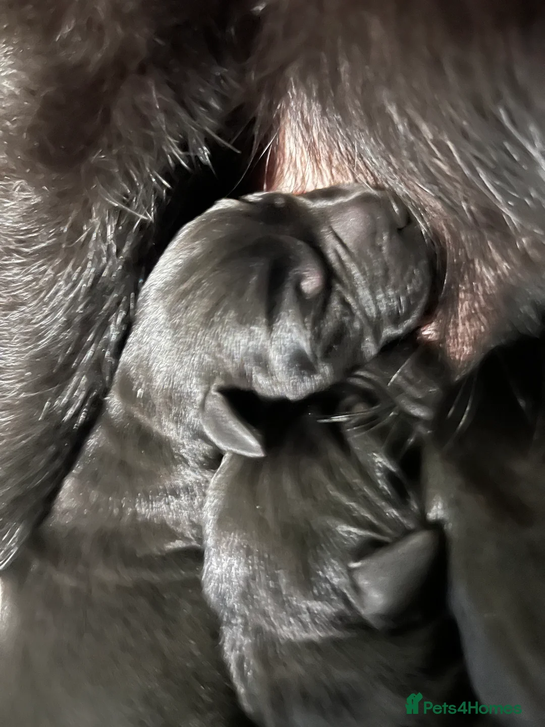 Labrador Retriever dogs for sale: KC Registered Black Labrador Puppies FTCh Pedigree - Advert 14