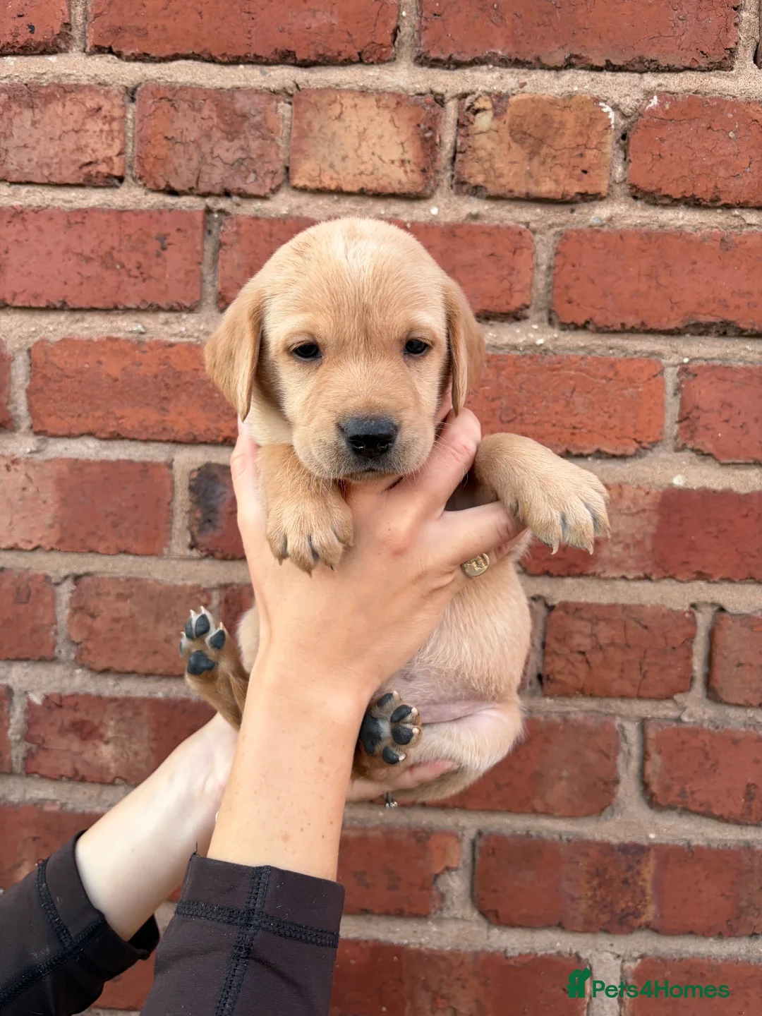 Mixed Breed dogs for sale: Vizslador puppies for sale in Shrewsbury - Advert 2