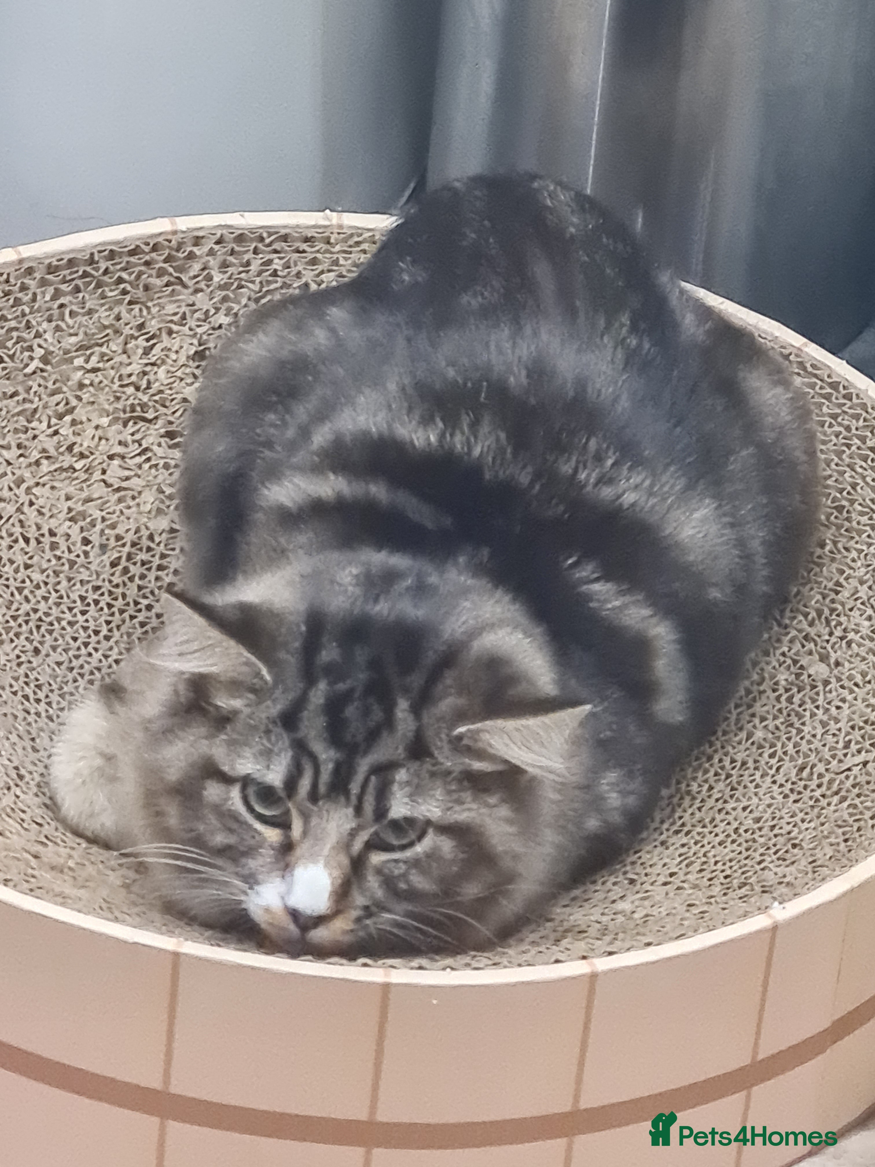 Mixed Breed cats Lovely mixed tabby cat - Advert 4