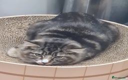 Mixed Breed cats for sale: Lovely mixed tabby cat - Image 1