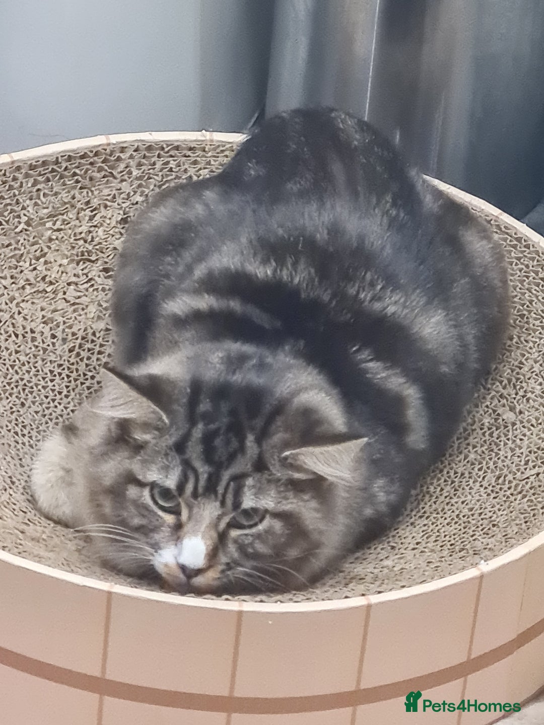 Mixed Breed cats for sale: Lovely mixed tabby cat - Image 1
