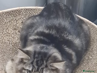 Mixed Breed cats - Advert 31