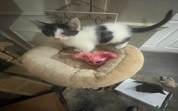 Scottish Fold cats for sale: Scottish fold X kittens for sale  - Image 12