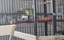 Parakeets birds for sale: Ring neck  - Image 2