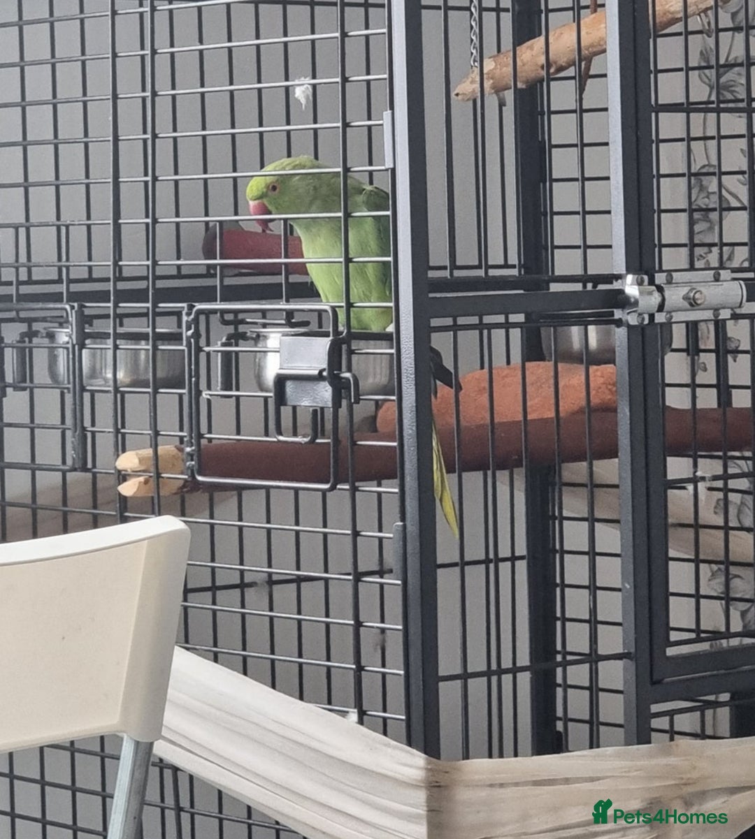 Parakeets birds for sale: Ring neck  - Image 2