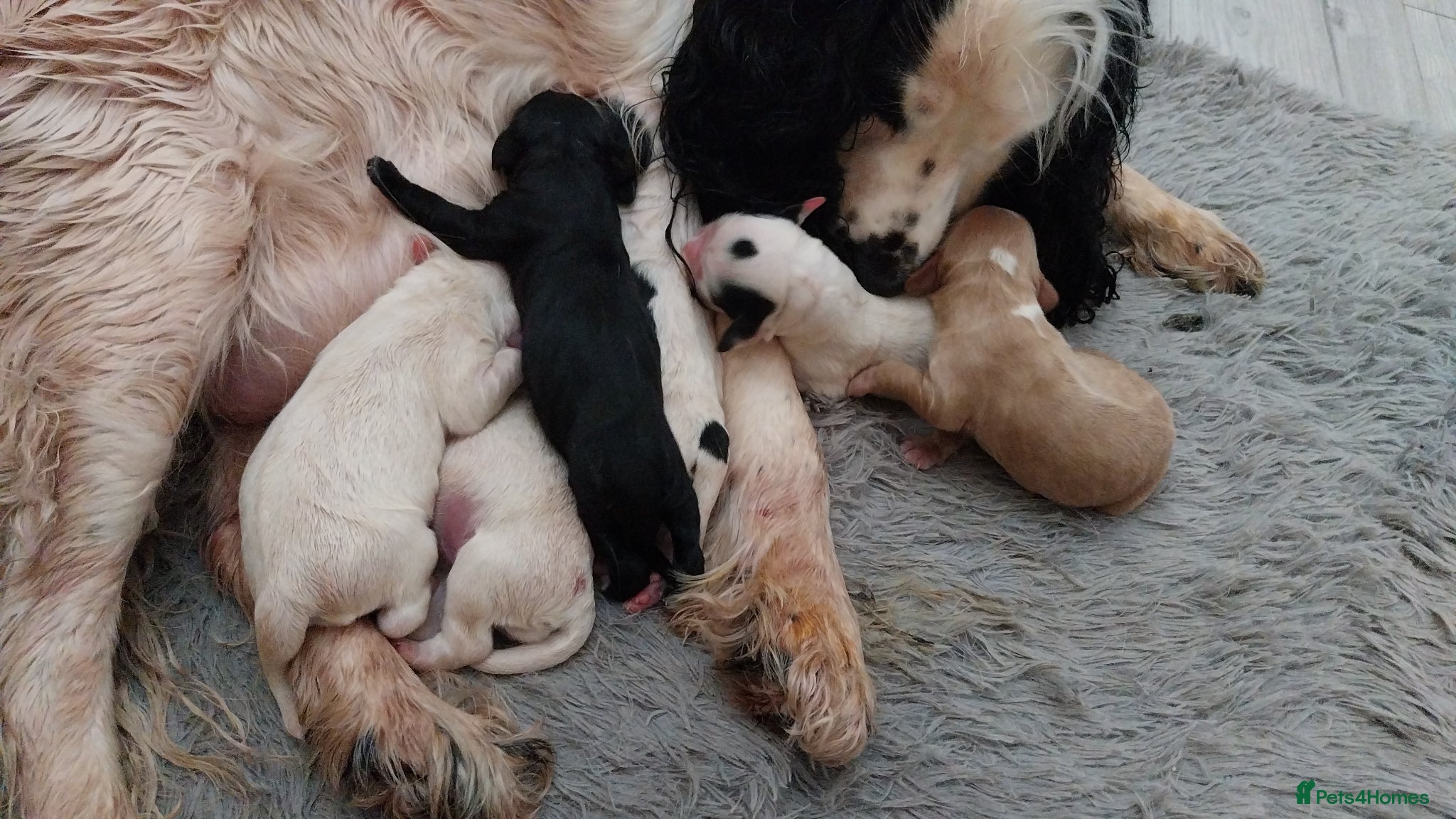 Cockapoo dogs F1B cocker spaniel/ cockapoo puppies  - Advert 8