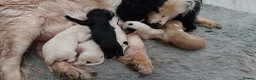 Cockapoo dogs for sale: F1B cocker spaniel/ cockapoo puppies  in Redditch - Advert 1