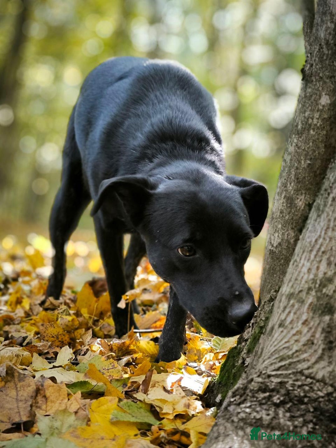 Mixed Breed dogs for adoption: 💖🐶 BLACKY 🐶💖 - Advert 21