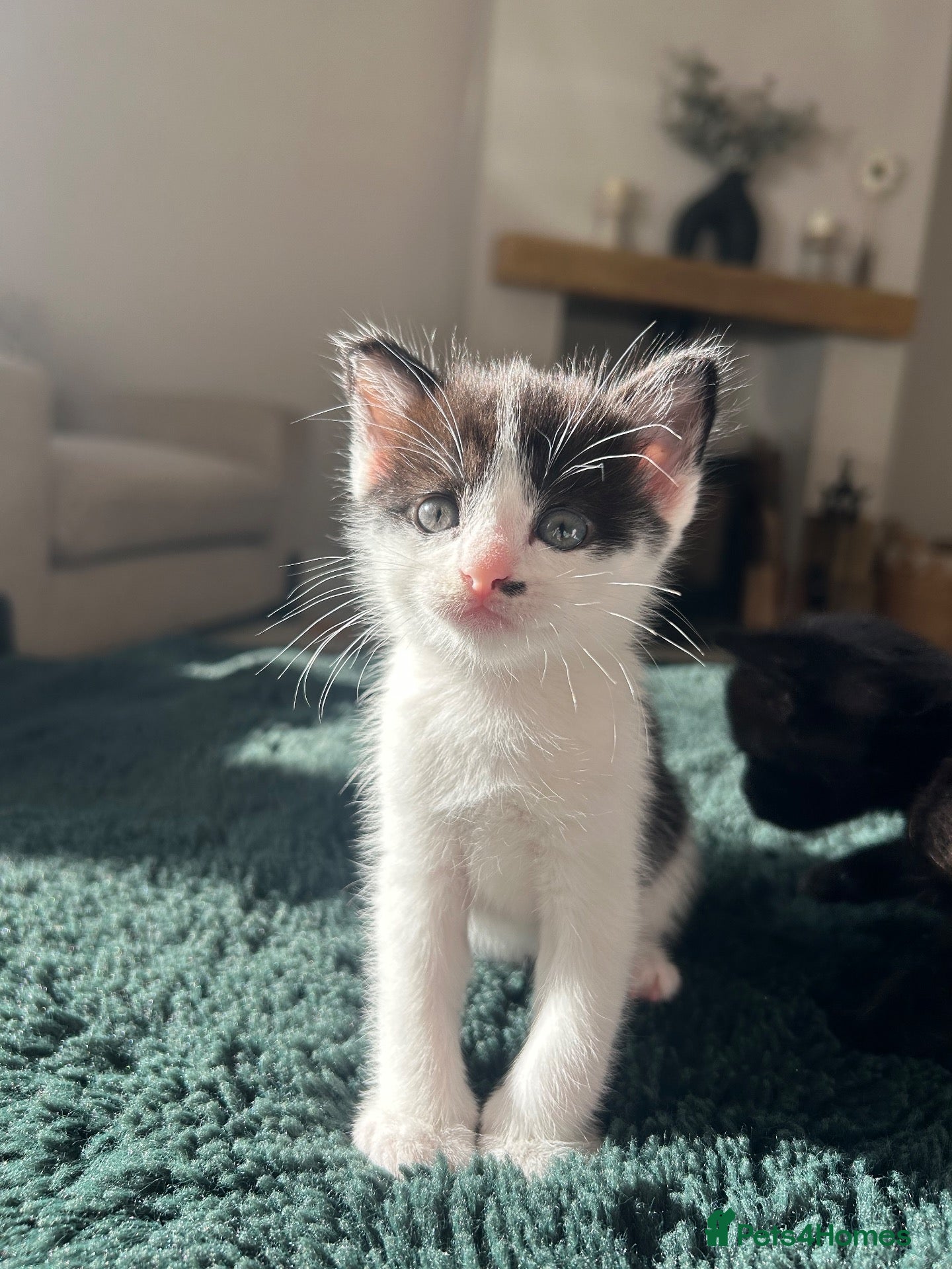Mixed Breed cats for sale: 3 Kittens looking for furever home 🏠  - Advert 10