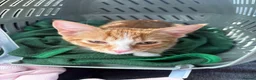 Mixed Breed cats for sale: Fluffy Ginger and White Female Kitten - Advert 4