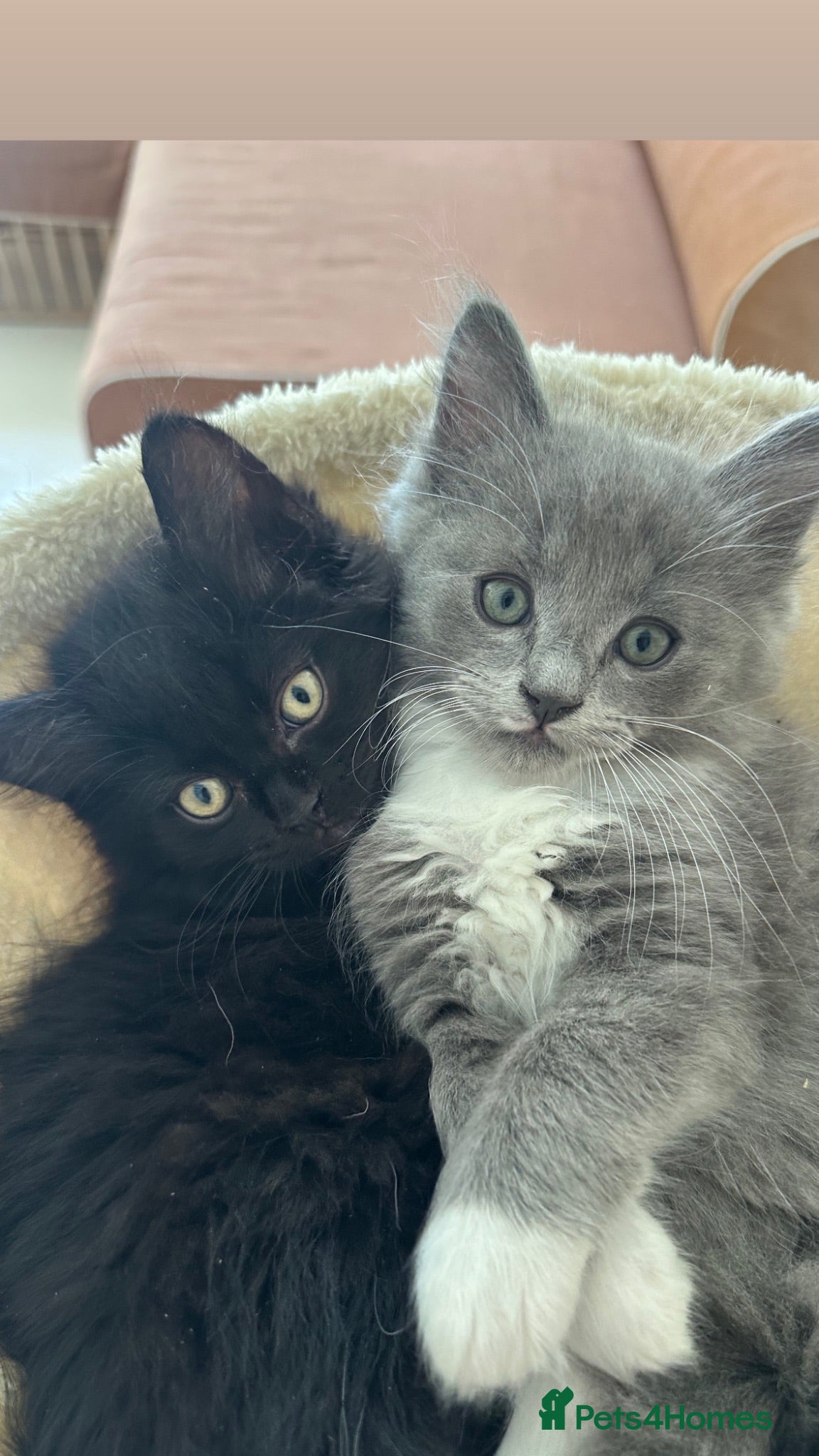 Ragdoll cats for sale: Beautiful Ragdoll Cross Kittens  - Advert 1