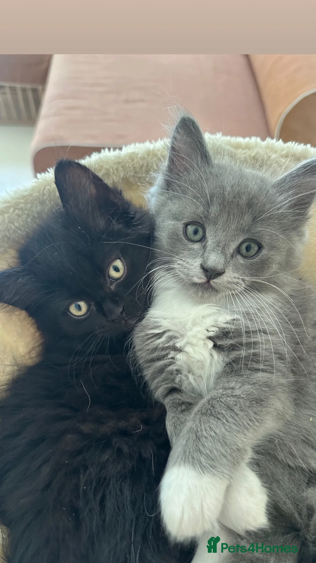 Ragdoll cats for sale: Beautiful Ragdoll Cross Kittens  - Advert 1