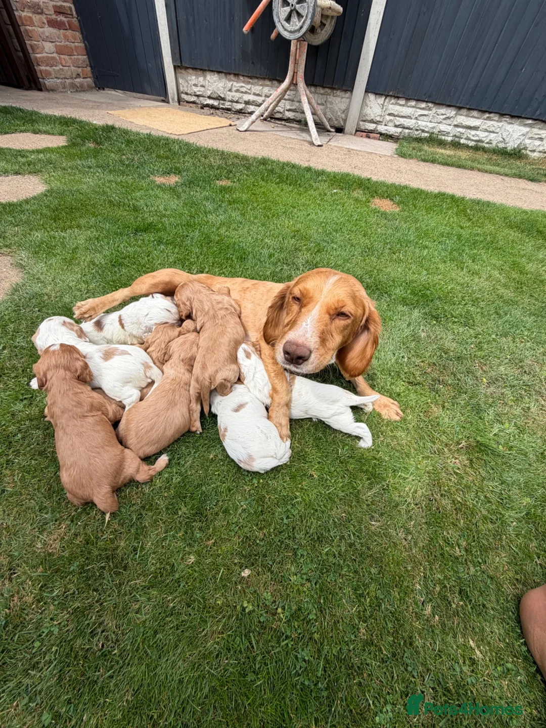 Sprocker dogs for sale: Beautiful Sprocker Spaniel Pups in Doncaster - Advert 1