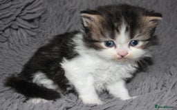 Scottish Fold cats for sale: Delightful Babies with delightful markings - Advert 4
