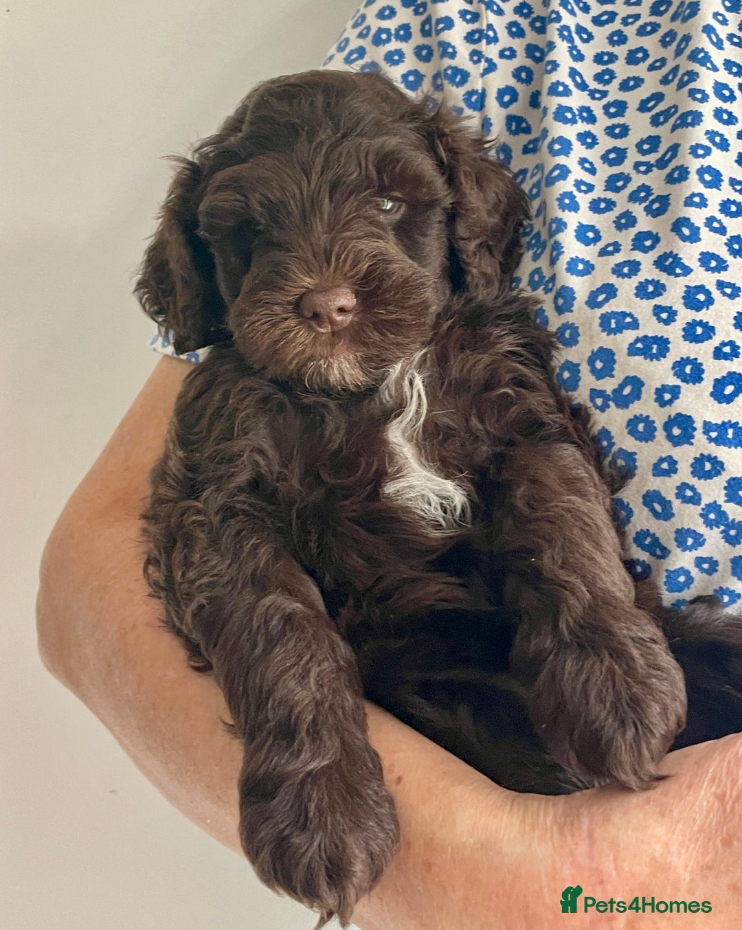 Schnoodle dogs for sale: F1 mega coated mini cross Schnoodles - Image 20